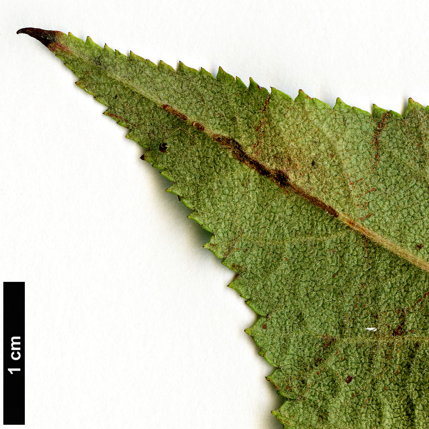 High resolution image: Family: Rosaceae - Genus: Malus - Taxon: yunnanensis - SpeciesSub: var. veitchii High resolution image: Family: Rosaceae - Genus: Malus - Taxon: yunnanensis - SpeciesSub: var. veitchii